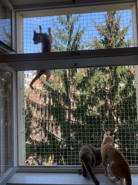 okno kočky (2)
